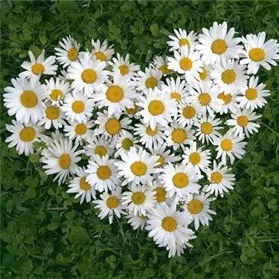 乐鱼游戏app在线登录app下载